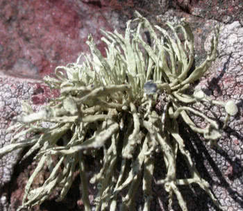 Ramalina siliquosa
